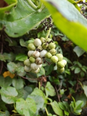 Heliotropium sarmentosum