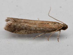 Ephestia
