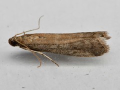 Ephestia