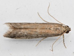 Ephestia
