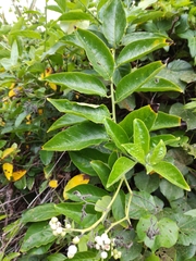 Heliotropium sarmentosum