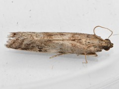 Ephestia