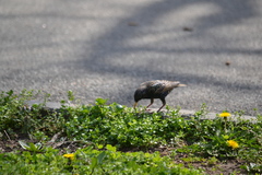Sturnus vulgaris