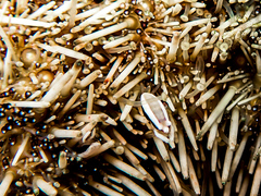 Gnathophylloides mineri