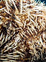 Gnathophylloides mineri