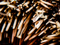 Gnathophylloides mineri