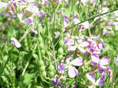 Raphanus sativus raphanistroides