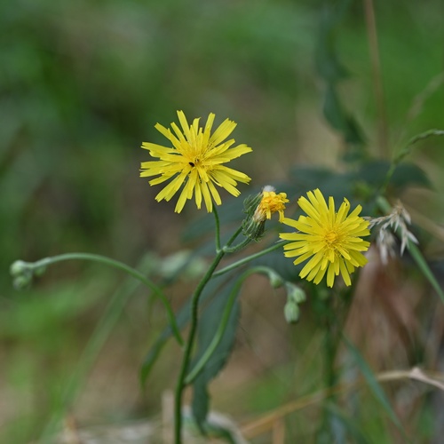 Crepis biennis, photograph 3