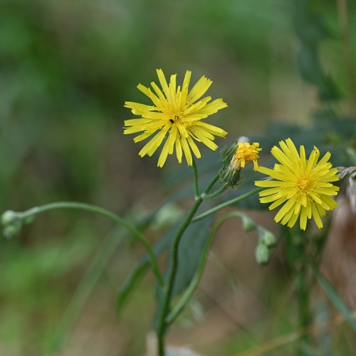 Crepis biennis, photograph 5