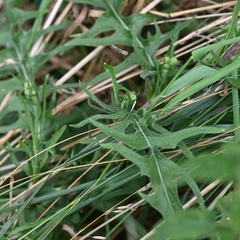 Crepis biennis, photograph (c) Petr Harant, some rights reserved (CC BY)