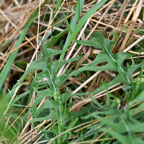 Crepis biennis, photograph 6