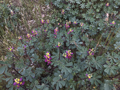 Lupinus stiversii