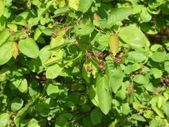 Amelanchier × lamarckii