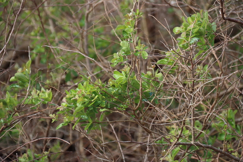 Searsia rehmanniana, photograph 6