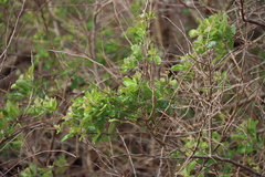 Searsia rehmanniana, photograph (c) Tony Rebelo, some rights reserved (CC BY-SA)