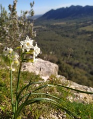 Narcissus dubius