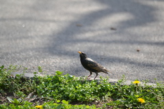 Sturnus vulgaris