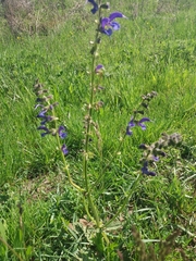 Salvia pratensis