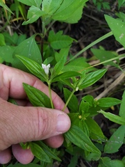 Spigelia texana