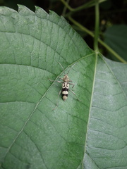 Chlorophorus signaticollis