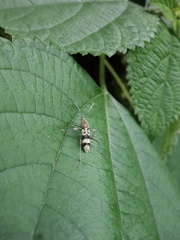 Chlorophorus signaticollis