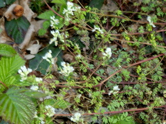 Ceratocapnos claviculata