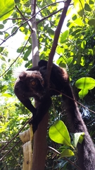 Eulemur macaco