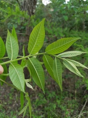Carya myristiciformis