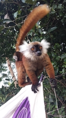 Eulemur macaco