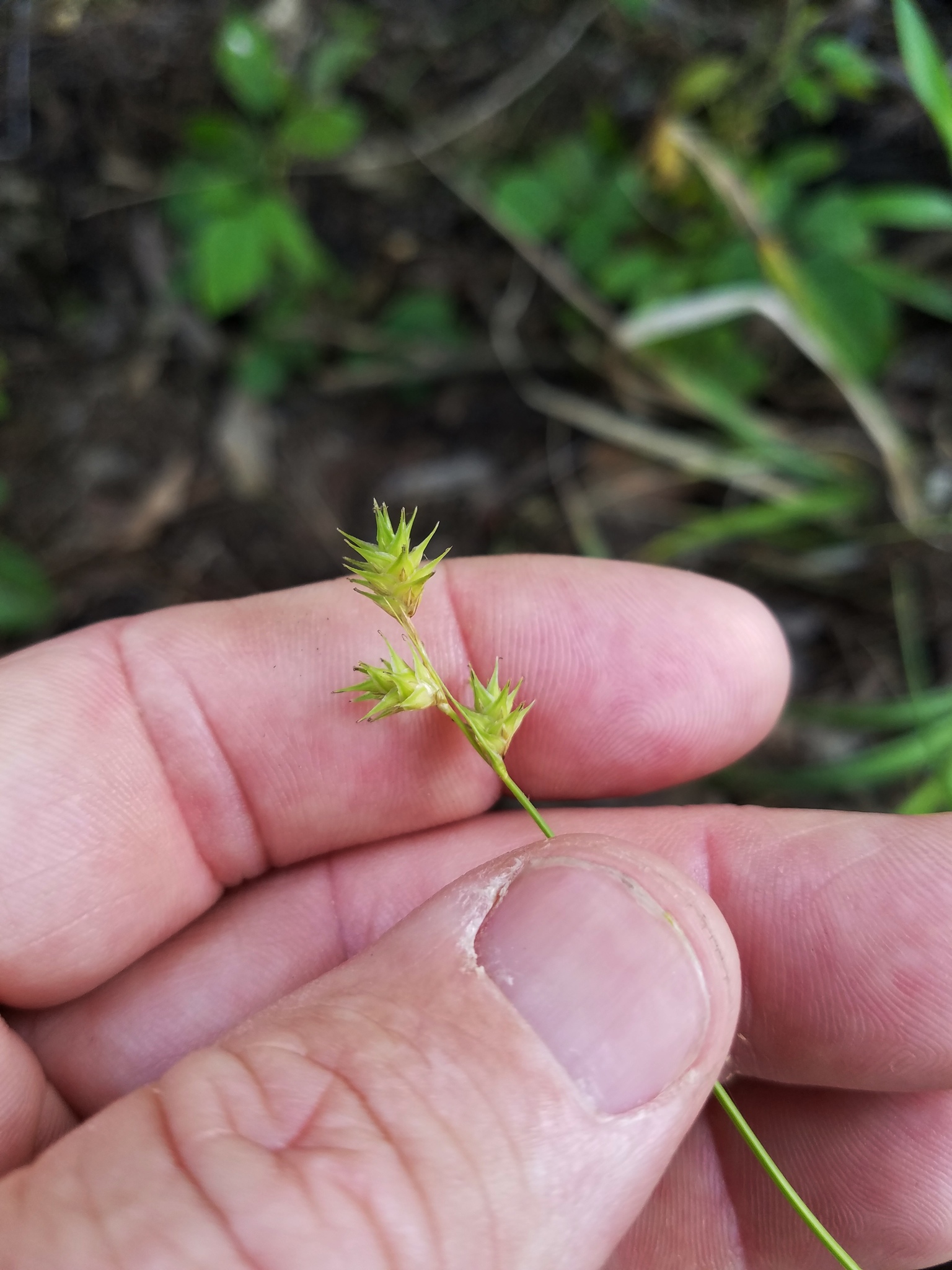 Carex hyalina