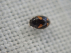 Nephus quadrimaculatus