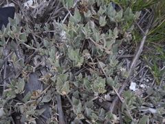 Atriplex maximowicziana