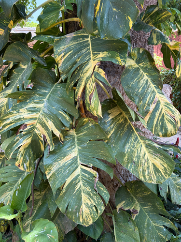 Golden Pothos