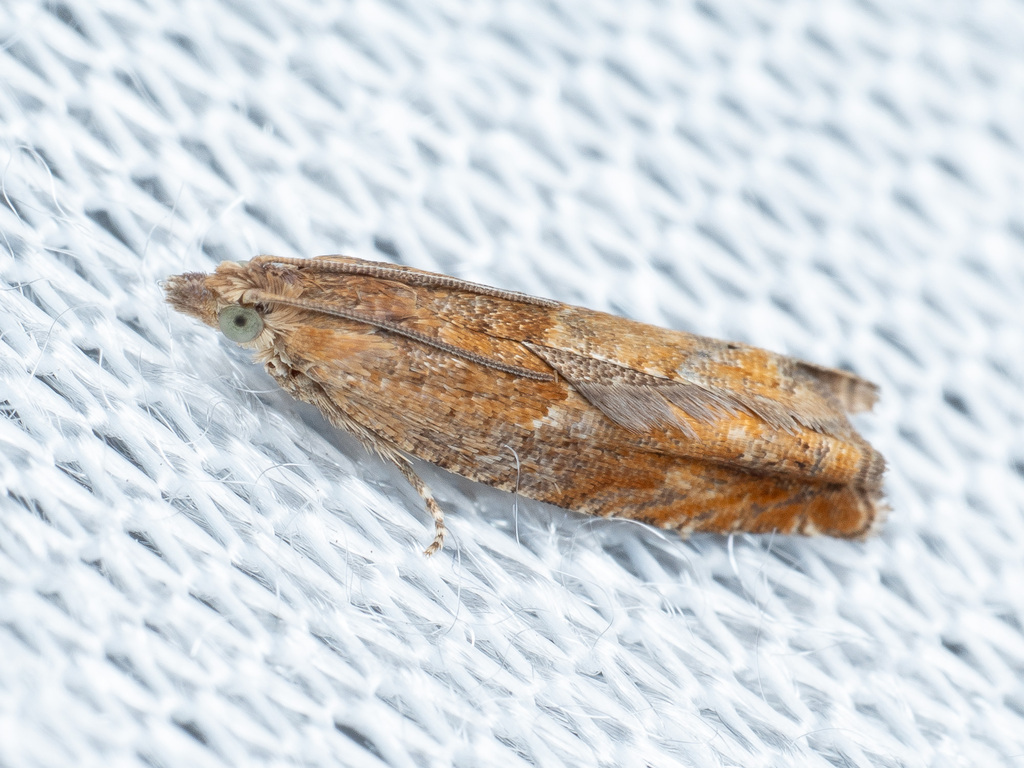 Nut Bud Moth, photo 1 of 10