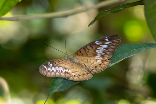 Malay Viscount