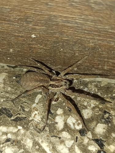 Radiated Wolf Spider