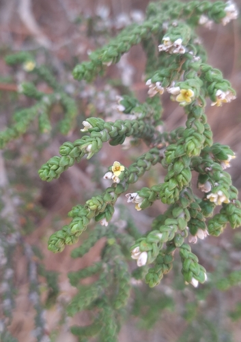 Thymelaea hirsuta, photograph 2