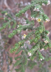 (c) yellowplant, some rights reserved (CC BY) Thymelaea hirsuta, photograph (c) yellowplant, some rights reserved (CC BY)