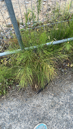 field horsetail