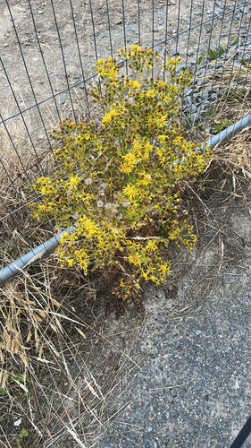 ragwort