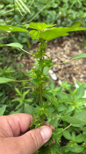 iNaturalist observation photo of Common Three-seeded Mercury