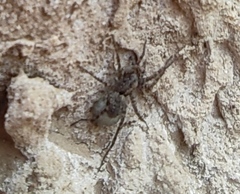 Pardosa hortensis