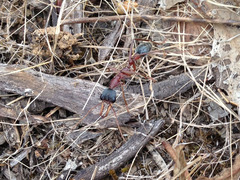 Myrmecia nigriceps