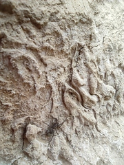 Pardosa hortensis