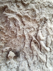 Pardosa hortensis