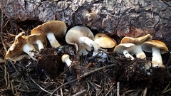 Pholiota olivaceophylla