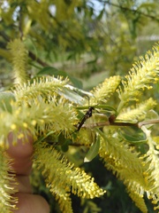 Ephemeroptera