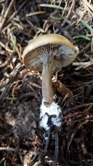 Clitocybe glacialis
