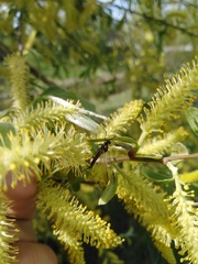 Ephemeroptera