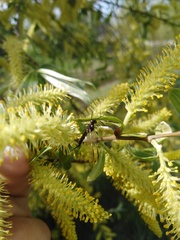 Ephemeroptera